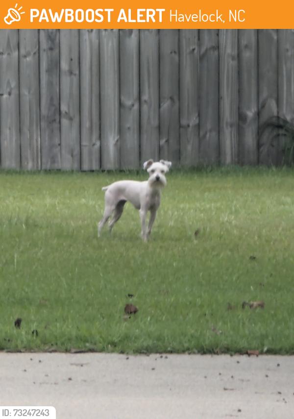 Found/Stray Unknown Dog last seen Leslie ln and Forest Hill dr, Havelock, NC 28532