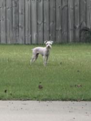 Found/Stray Unknown Dog last seen Leslie ln and Forest Hill dr, Havelock, NC 28532