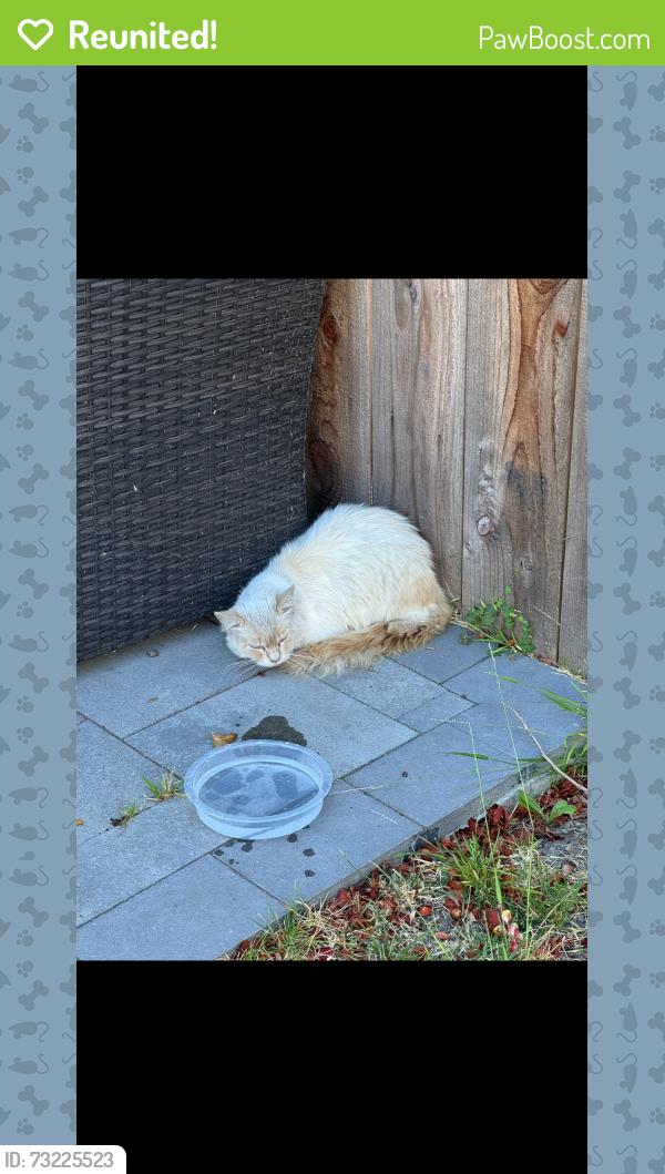 Reunited Male Cat last seen boise st and harmon, Berkeley, CA 94702
