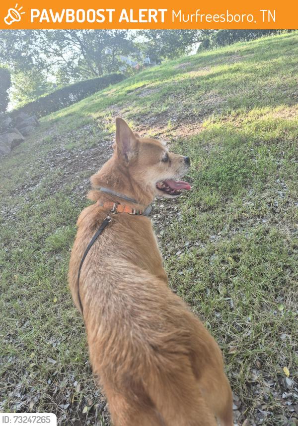 Found/Stray Male Dog last seen Near elderberry, Murfreesboro, TN 37128