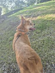 Found/Stray Male Dog last seen Near elderberry, Murfreesboro, TN 37128