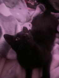 Reunited Male Cat last seen mini dr Vallejo, Vallejo, CA 94589