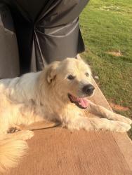 Found/Stray Male Dog last seen Exit 23, Belmont, NC 28012