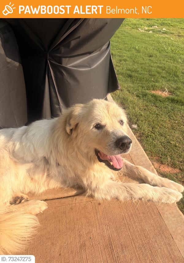 Found/Stray Male Dog last seen Exit 23, Belmont, NC 28012