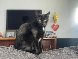 Lost Female Cat last seen Opposite Fire station, Thornhill, England SO19 6LS