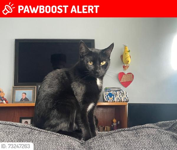 Lost Female Cat last seen Opposite Fire station, Thornhill, England SO19 6LS
