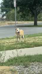 Found/Stray Unknown Dog last seen Near Utah Park, walking north of S Troy St, Aurora, CO 80012