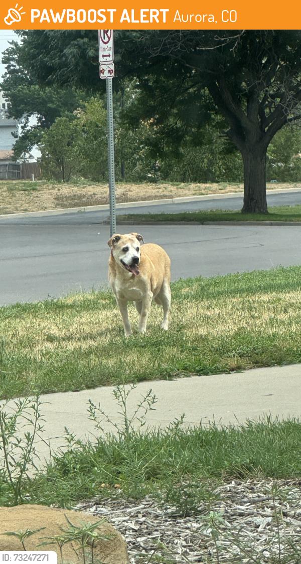 Found/Stray Unknown Dog last seen Near Utah Park, walking north of S Troy St, Aurora, CO 80012