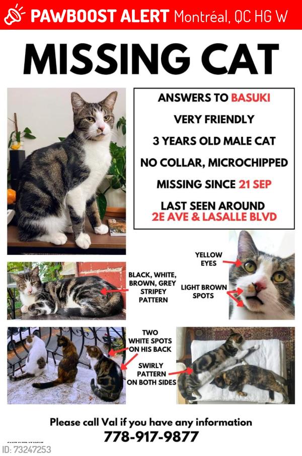 Lost Male Cat last seen 2nd Av x Lasalle Av in Verdun, QC, Montréal, QC H4G 2W2