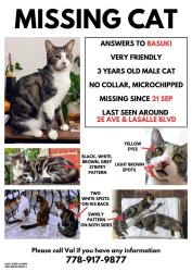 Lost Male Cat last seen 2nd Av x Lasalle Av in Verdun, QC, Montréal, QC H4G 2W2