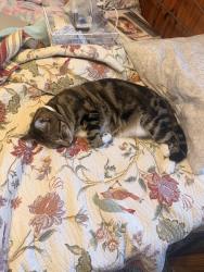 Lost Male Cat last seen Hickory street/Choctaw bay/Cycamore Dr., Freeport, FL 32439