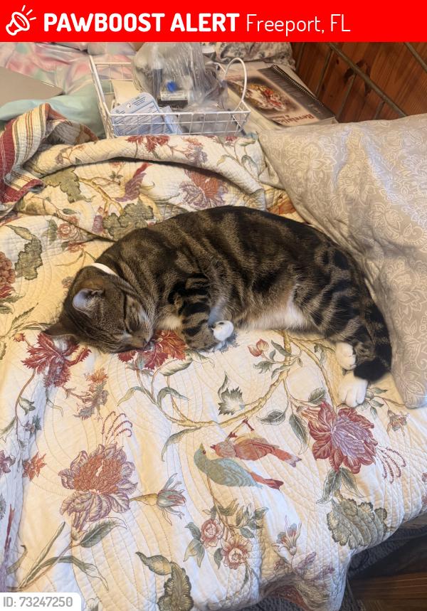 Lost Male Cat last seen Hickory street/Choctaw bay/Cycamore Dr., Freeport, FL 32439