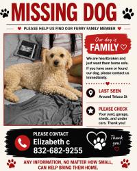 Reunited Male Dog last seen teluco st, Houston, TX 77055