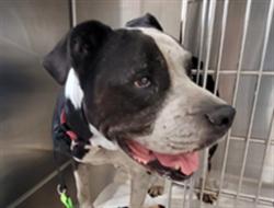 Shelter Stray Male Dog last seen , 3201 Lacy St, Los Angeles, CA 90031, USA
