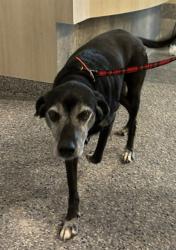 Shelter Stray Male Dog last seen NIGEL AND RUSSELL, 12155 Park Blvd, Brighton, CO 80601, USA