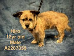 Shelter Stray Male Dog last seen , West Valley Animal Shelter, 20655 Plummer St, Chatsworth, CA 91311, USA