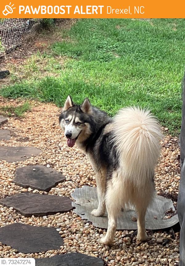 Found/Stray Male Dog last seen Baxter st and Oakland ave Drexel, Drexel, NC 28619