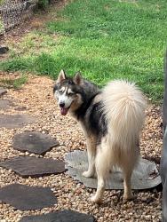 Found/Stray Male Dog last seen Baxter st and Oakland ave Drexel, Drexel, NC 28619