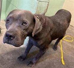 Shelter Stray Female Dog last seen 48TH ST & PERRY AVE, 2127 Front St, Sacramento, CA 95818, USA
