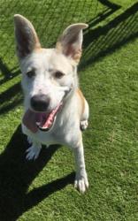 Shelter Stray Female Dog last seen 2ND AND LUGO, 333 Chandler Pl, San Bernardino, CA 92408, USA