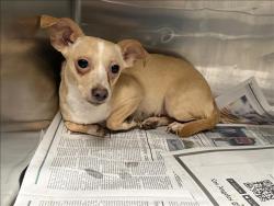 Shelter Stray Female Dog last seen , 14409 Vanowen St, Van Nuys, CA 91405, USA