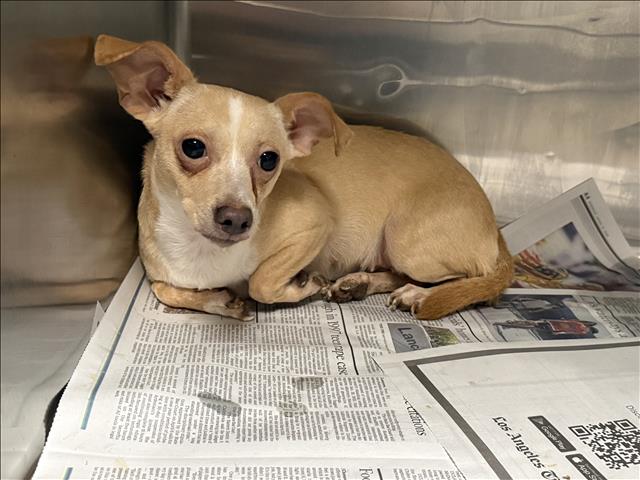 Shelter Stray Female Dog last seen , 14409 Vanowen St, Van Nuys, CA 91405, USA