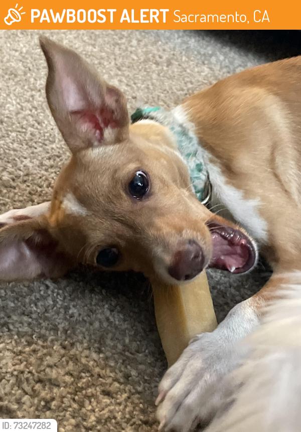 Found/Stray Female Dog last seen Near hermosa st, Sacramento, CA 95822