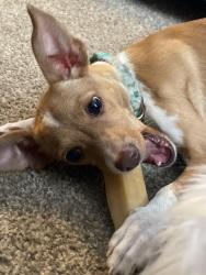 Found/Stray Female Dog last seen Near hermosa st, Sacramento, CA 95822