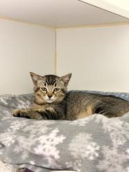 Shelter Stray Male Cat last seen FOUND IN FRONT OF SHELTER, 16 Barnes Ct, Hayward, CA 94544, USA
