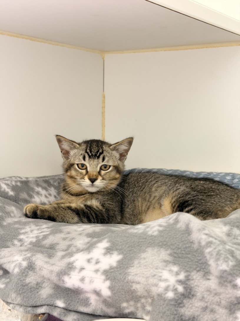 Shelter Stray Male Cat last seen FOUND IN FRONT OF SHELTER, 16 Barnes Ct, Hayward, CA 94544, USA