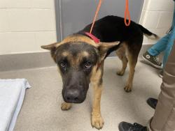 Shelter Stray Male Dog last seen MCCOURTNEY, 11232 B Ave, Auburn, CA 95603, USA