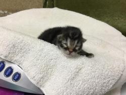 Shelter Stray Female Cat last seen Near BLOCK SPRING ROCK CT, PERRIS, CA, 6851 Van Buren Boulevard, Jurupa Valley, CA 92509, USA