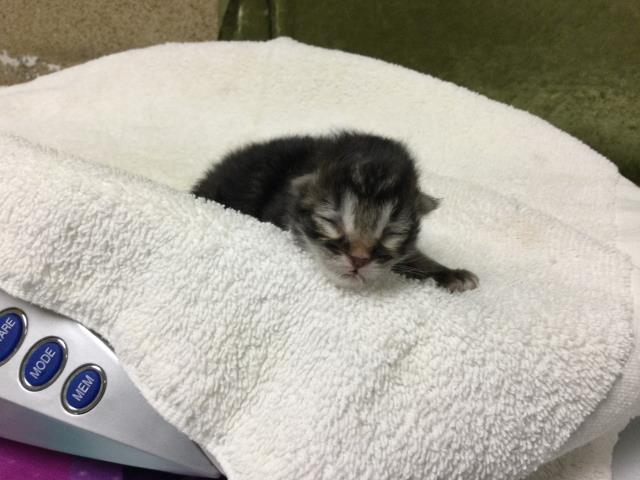 Shelter Stray Female Cat last seen Near BLOCK SPRING ROCK CT, PERRIS, CA, 6851 Van Buren Boulevard, Jurupa Valley, CA 92509, USA