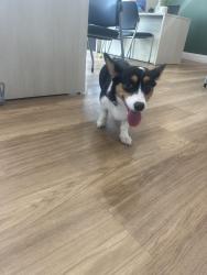 Found/Stray Female Dog last seen Blair Mill Village East apmts, Horsham, PA 19040