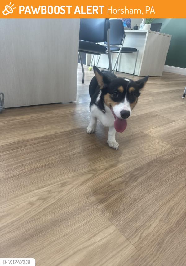 Found/Stray Female Dog last seen Blair Mill Village East apmts, Horsham, PA 19040