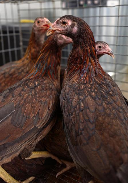 Shelter Stray Unknown Bird last seen Near BLOCK ELM AVE, 11232 B Ave, Auburn, CA 95603, USA