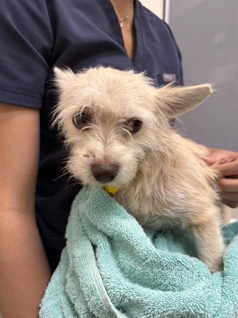 Shelter Stray Female Dog last seen N DOWD RD, 11232 B Ave, Auburn, CA 95603, USA
