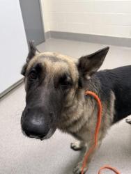 Shelter Stray Male Dog last seen DRYERS LN & WASTT, 11232 B Ave, Auburn, CA 95603, USA