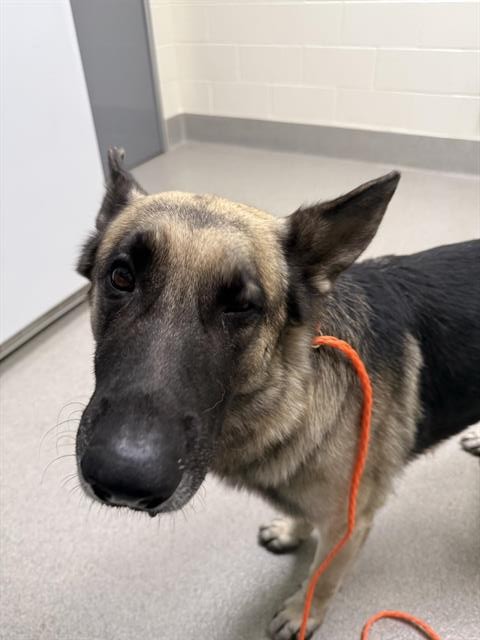 Shelter Stray Male Dog last seen DRYERS LN & WASTT, 11232 B Ave, Auburn, CA 95603, USA