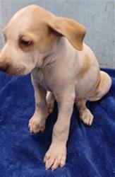 Shelter Stray Female Dog last seen , 4275 Elton St, Baldwin Park, CA 91706, USA
