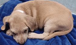 Shelter Stray Male Dog last seen , 4275 Elton St, Baldwin Park, CA 91706, USA
