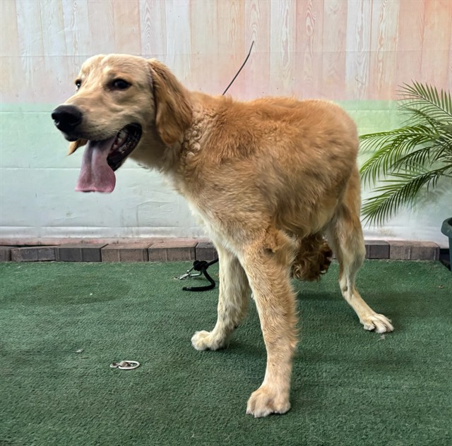 Shelter Stray Male Dog last seen , 4275 Elton St, Baldwin Park, CA 91706, USA