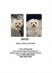 Lost Female Dog last seen Brittany, Kings Point, FL 33446