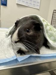 Shelter Stray Male Other last seen , 11361 W Pico Blvd, Los Angeles, CA 90064, USA