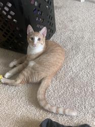 Lost Male Cat last seen Chainlake rd, Monroe, WA 98272