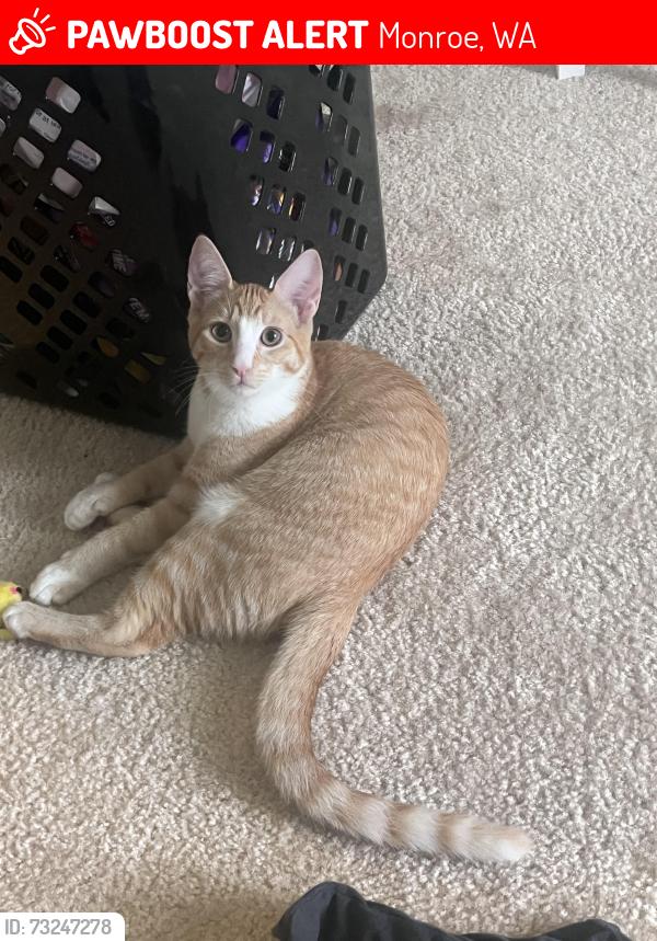 Lost Male Cat last seen Chainlake rd, Monroe, WA 98272