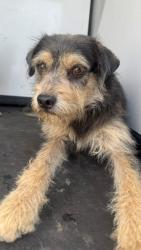 Shelter Stray Male Dog last seen Near BLK PLANZ RD ,BAKERSFIELD, CA, 201 S Mt Vernon Ave, Bakersfield, CA 93307, USA
