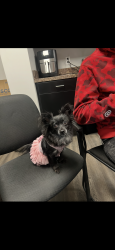Lost Female Dog last seen mcdonald’s, Lexington, KY 40505