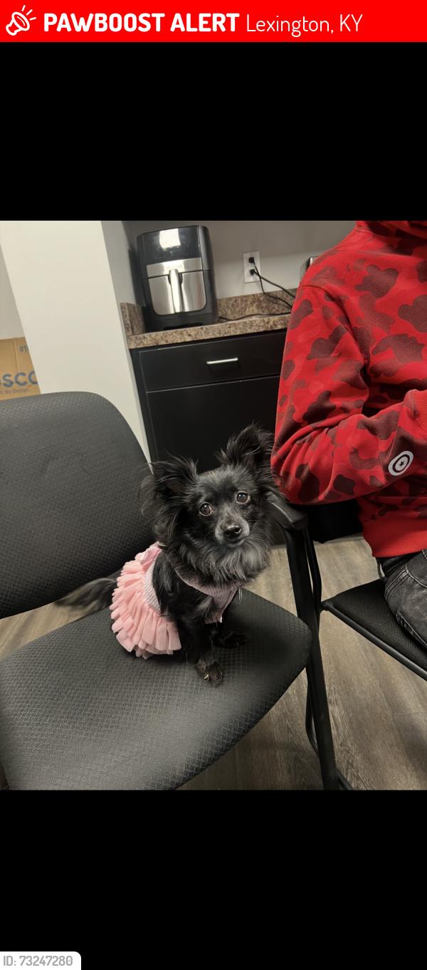 Lost Female Dog last seen mcdonald’s, Lexington, KY 40505