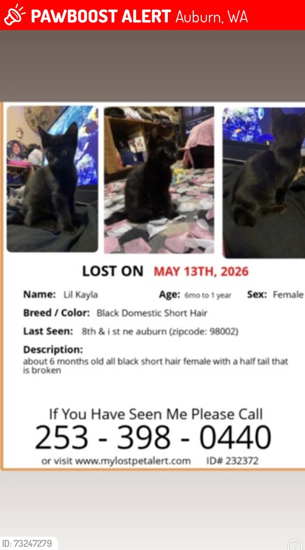 Lost Female Cat last seen Near I st ne auburn wa, Auburn, WA 98002